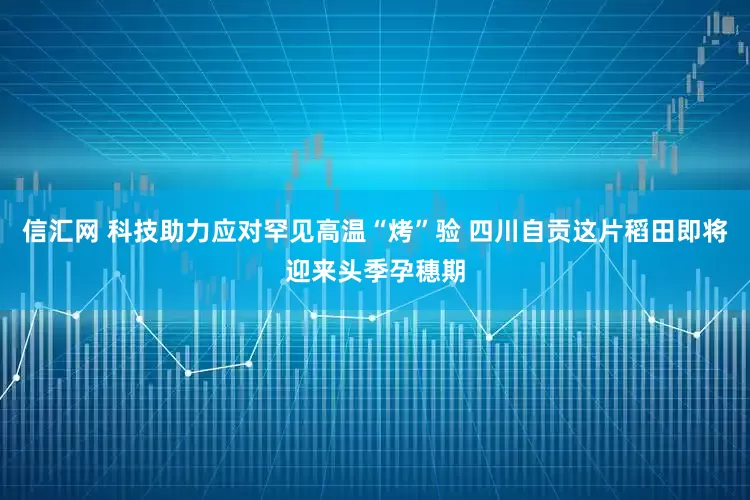 信汇网 科技助力应对罕见高温“烤”验 四川自贡这片稻田即将迎来头季孕穗期